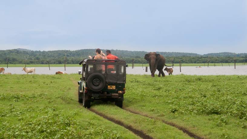 Genoeg olifanten te zien in Minneriya National Park