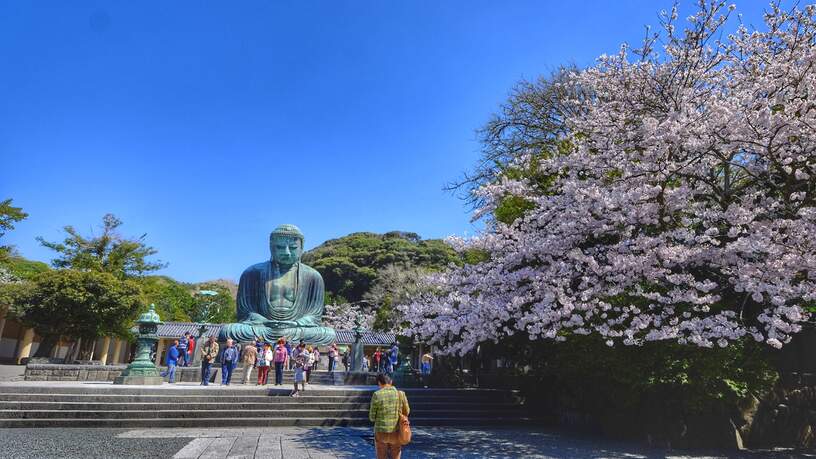 Extra mooi in het bloesemseizoen, de Sakura.