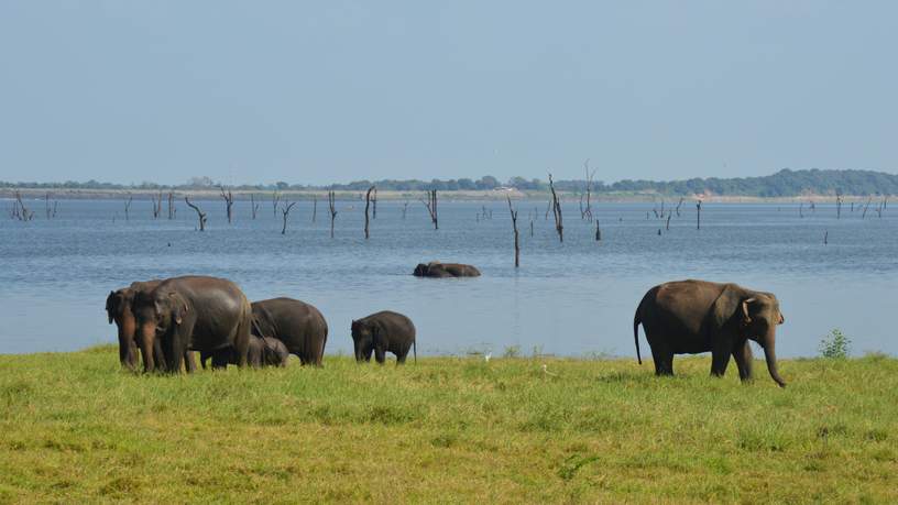 Olifanten spotten in het Kaudulla National Park