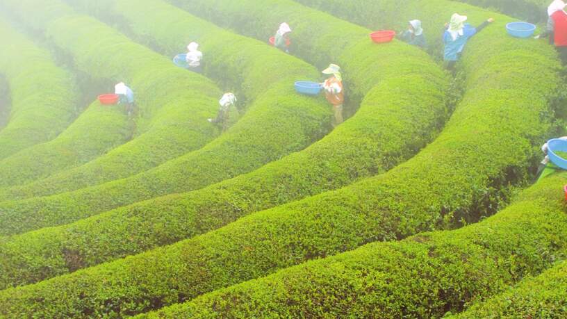 Boseong, theehellingen